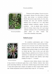 www.speros.lt